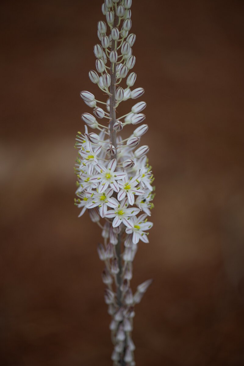 DPPhotography - Andalucia - Sea squill, Drimia maritima - A.jpg - Sea squill, Drimia maritima - Doñana National Park