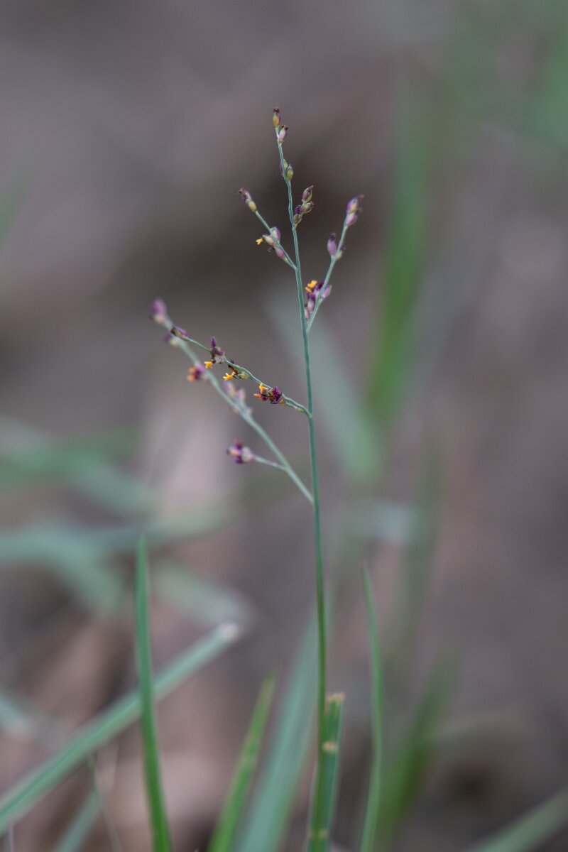 DPPhotography - Andalucia - Torpedo grass Panicum repens - A.jpg - Torpedo grass Panicum repens - Doñana National Park