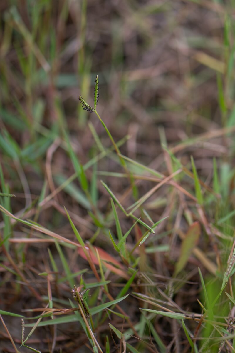 DPPhotography - Andalucia - Water finger-grass, Paspalum distichum - D.jpg - Water finger-grass, Paspalum distichum - Doñana National Park