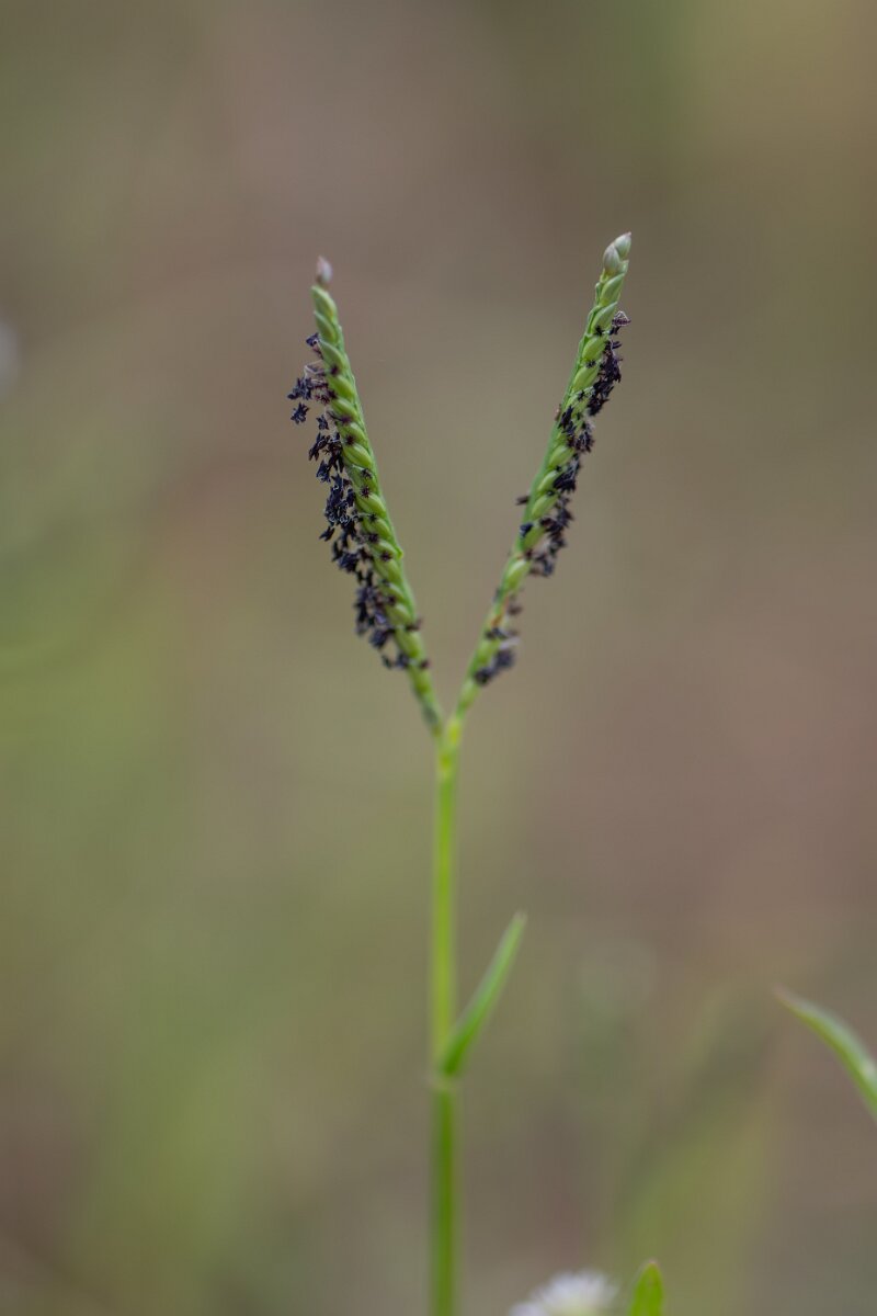 DPPhotography - Andalucia - Water finger-grass, Paspalum distichum - E.jpg - Water finger-grass, Paspalum distichum - Doñana National Park