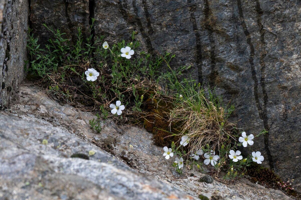 DPPhotography - Extremadura - Arenaria montana - C.jpg - Arenaria montana - Plataforma de Gredos, Castilla y León