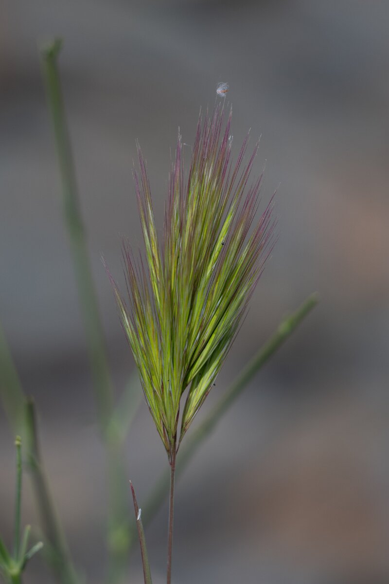 DPPhotography - Extremadura - Bromus rubens - A.jpg - Foxtail brome, Bromus madritensis rubens - Puentes de Don Francisco, Embalse de José María de Oriol
