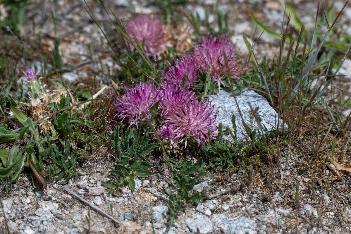 DPPhotography - Extremadura - Centaurea luisieri - A.jpg - Centaurea luisieri - Rio Tormes, Castilla y León
