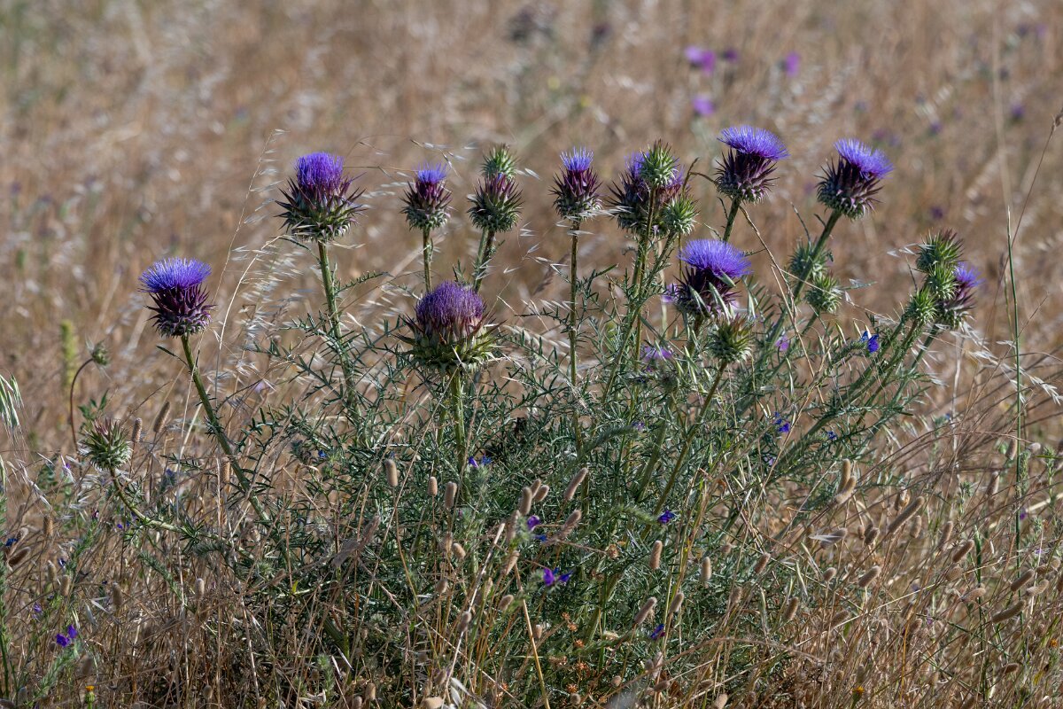 DPPhotography - Extremadura - Cynara humilis - B.jpg - Cynara humilis - Trujillo Plains, Extremadura