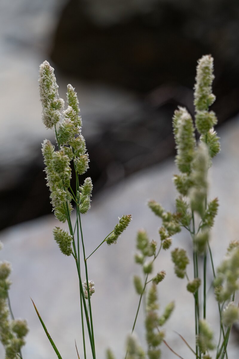 DPPhotography - Extremadura - Dactylis glomerata - A.jpg - Cocksfoot, Dactylis glomerata - Puentes de Don Francisco, Embalse de José María de Oriol