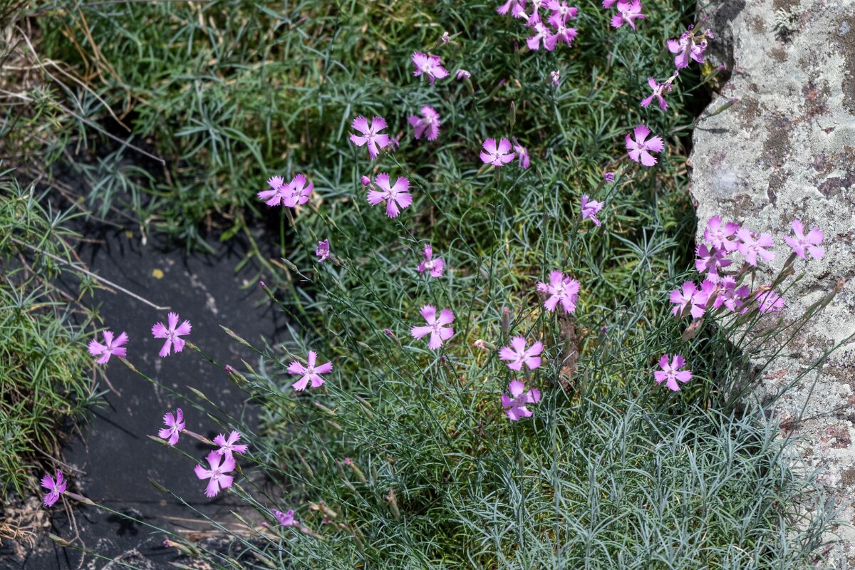 DPPhotography - Extremadura - Dianthus laricifolius - A.jpg - Dianthus laricifolius - Peña Falcon, Monfragüe