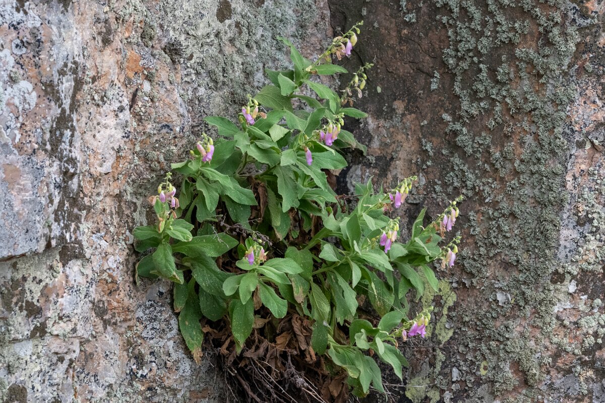 DPPhotography - Extremadura - Digitalis thapsi - A.jpg - Digitalis thapsi - Peña Falcon, Monfragüe