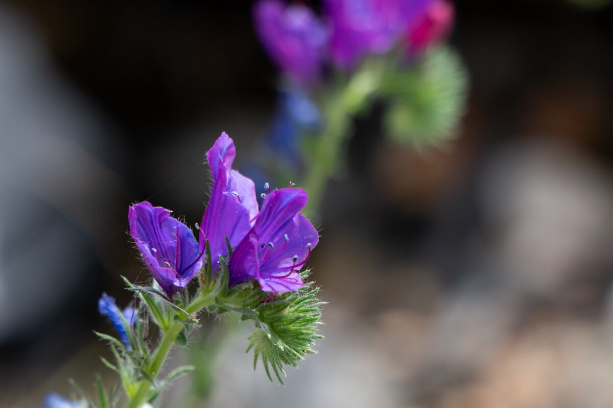 DPPhotography - Extremadura - Echium plantagineum - A.jpg - Purple viper's bugloss, Echium plantagineum - Puentes de Don Francisco, Extremadura