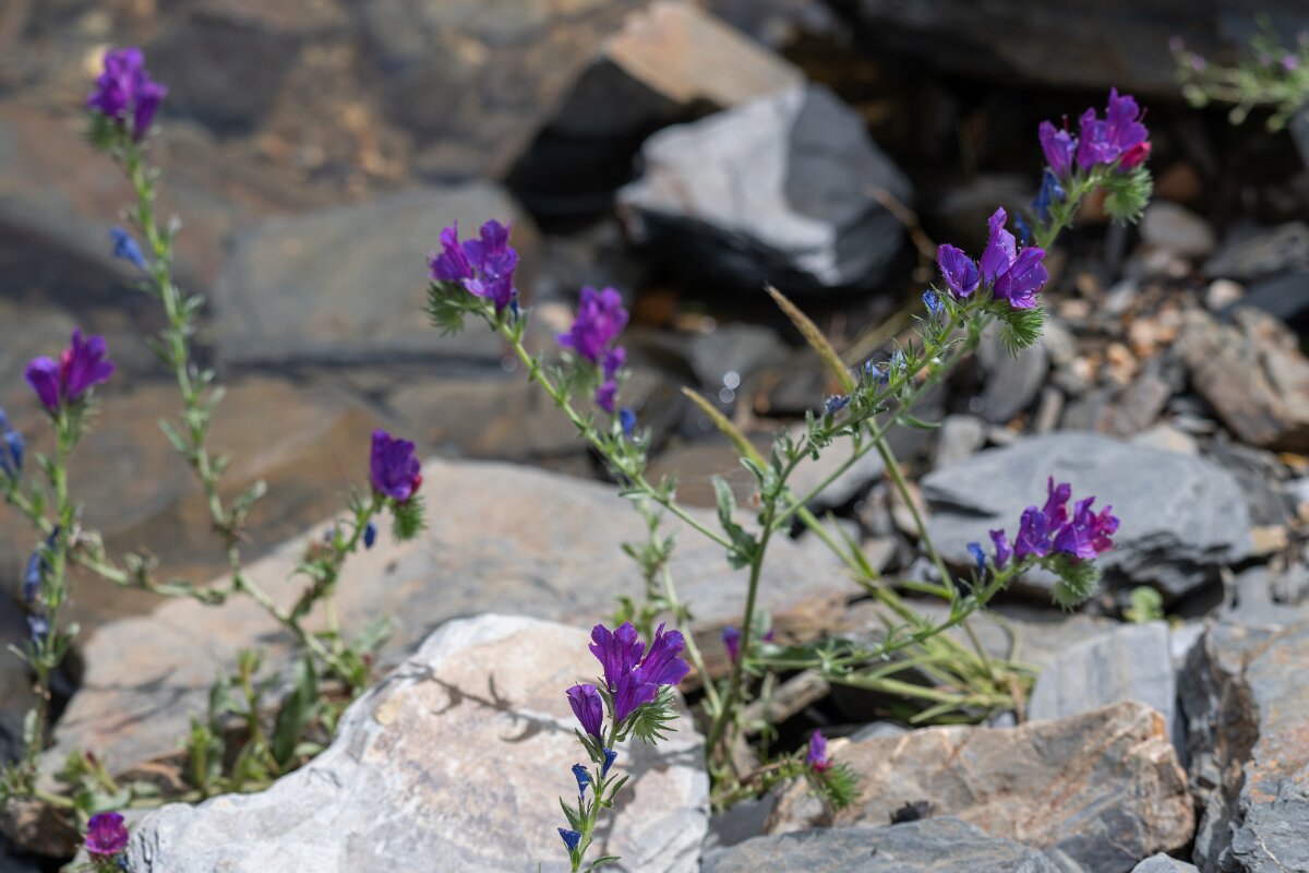 DPPhotography - Extremadura - Echium plantagineum - B.jpg - Purple viper's bugloss, Echium plantagineum - Puentes de Don Francisco, Extremadura