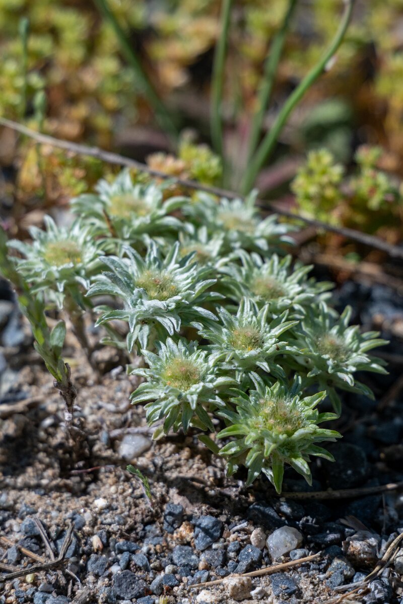 DPPhotography - Extremadura - Evax carpetana - A.jpg - Evax carpetana - Rio Tormes, Castilla y León