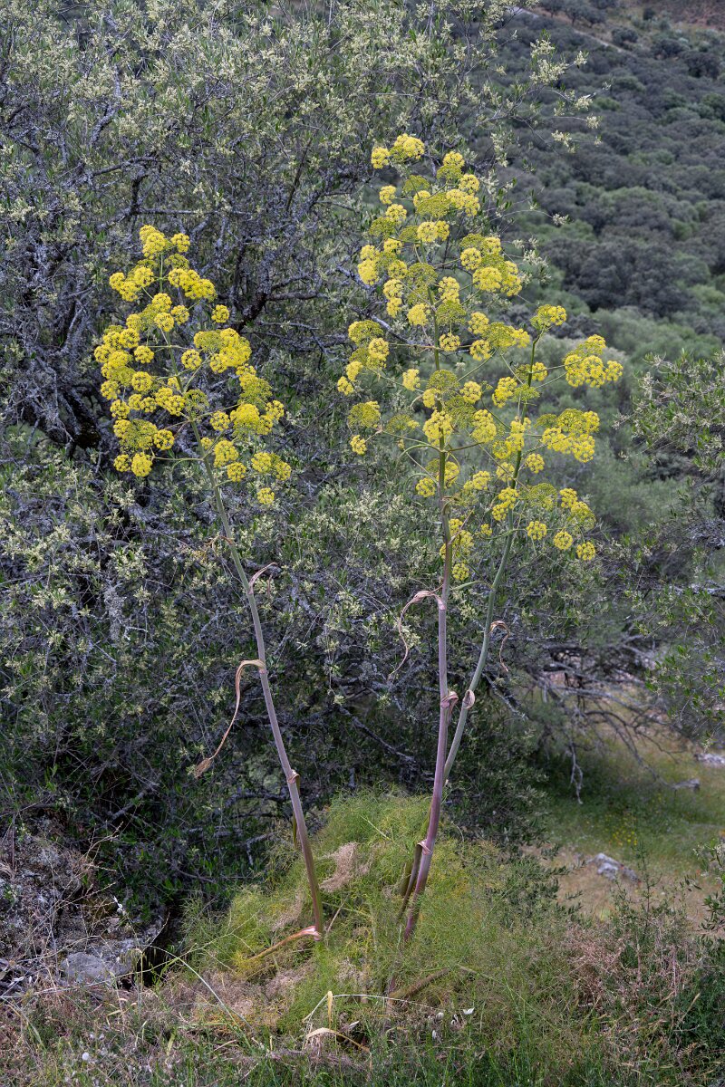 DPPhotography - Extremadura - Ferula communis - A.jpg - Giant fennel, Ferula communis catalaunica - Castillo de Monfragüe, Extremadura