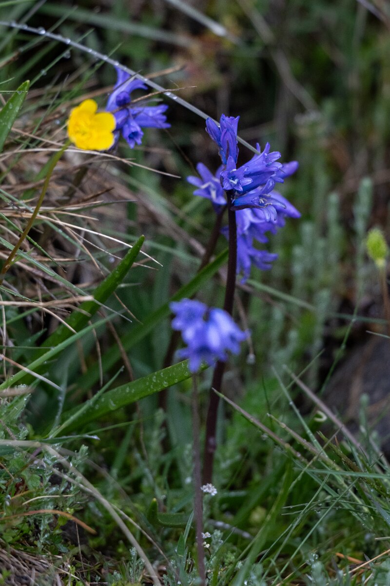 DPPhotography - Extremadura - Hyacinthoides non-scripta - A.jpg - Bluebell, Hyacinthoides non-scripta - Plataforma de Gredos, Castilla y León