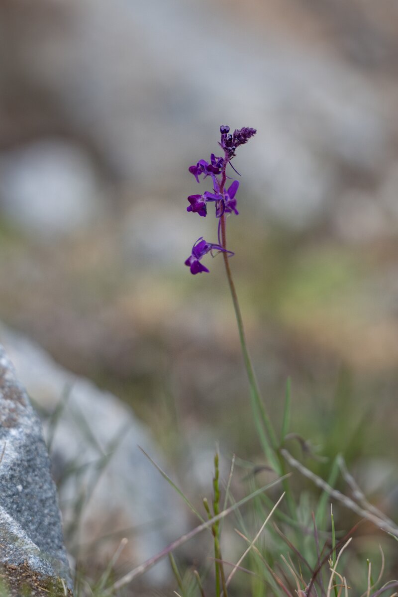 DPPhotography - Extremadura - Linaria elegans - A.jpg - Linaria elegans - Plataforma de Gredos, Castilla y León