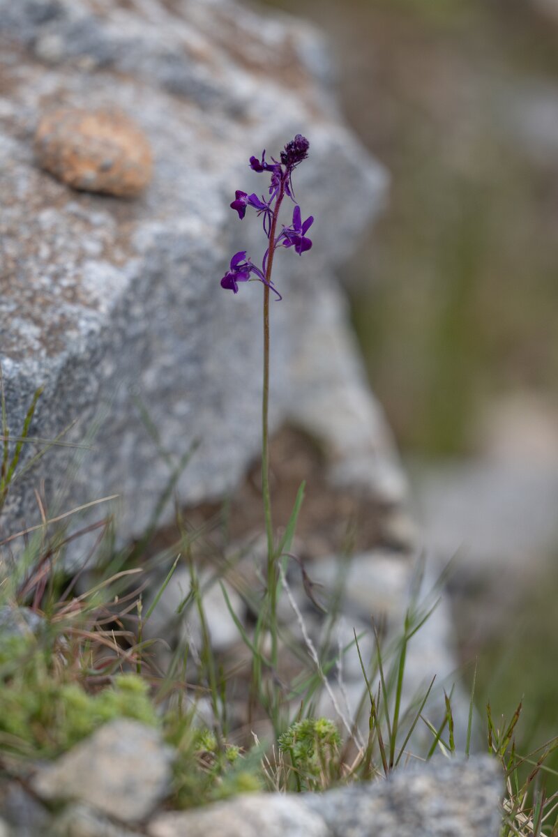 DPPhotography - Extremadura - Linaria elegans - B.jpg - Linaria elegans - Plataforma de Gredos, Castilla y León