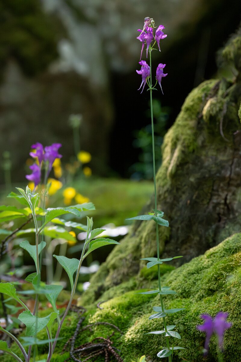 DPPhotography - Extremadura - Linaria triornithophora - B.jpg - Linaria triornithophora - Castañar Gallego de Hervas, Extremadura