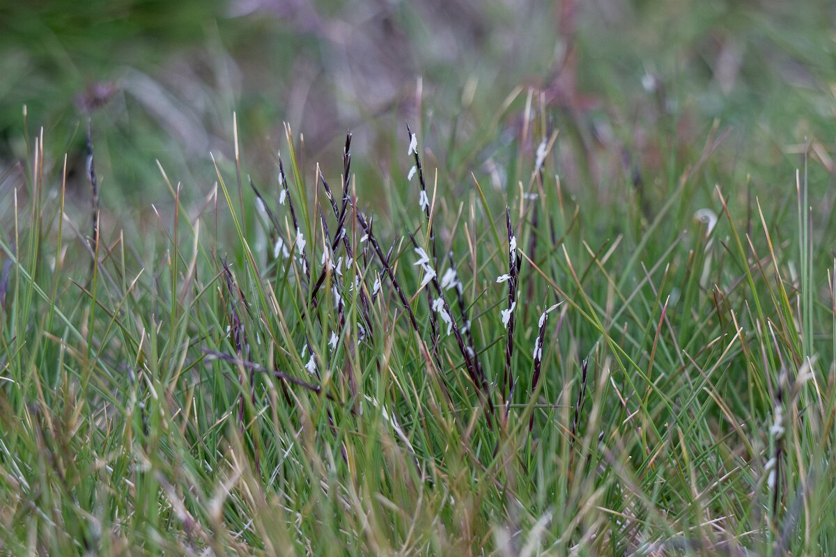 DPPhotography - Extremadura - Mat grass - A.jpg - Mat grass, Nardus stricta - La Covatilla, Sierra de Bejar, Castilla y León