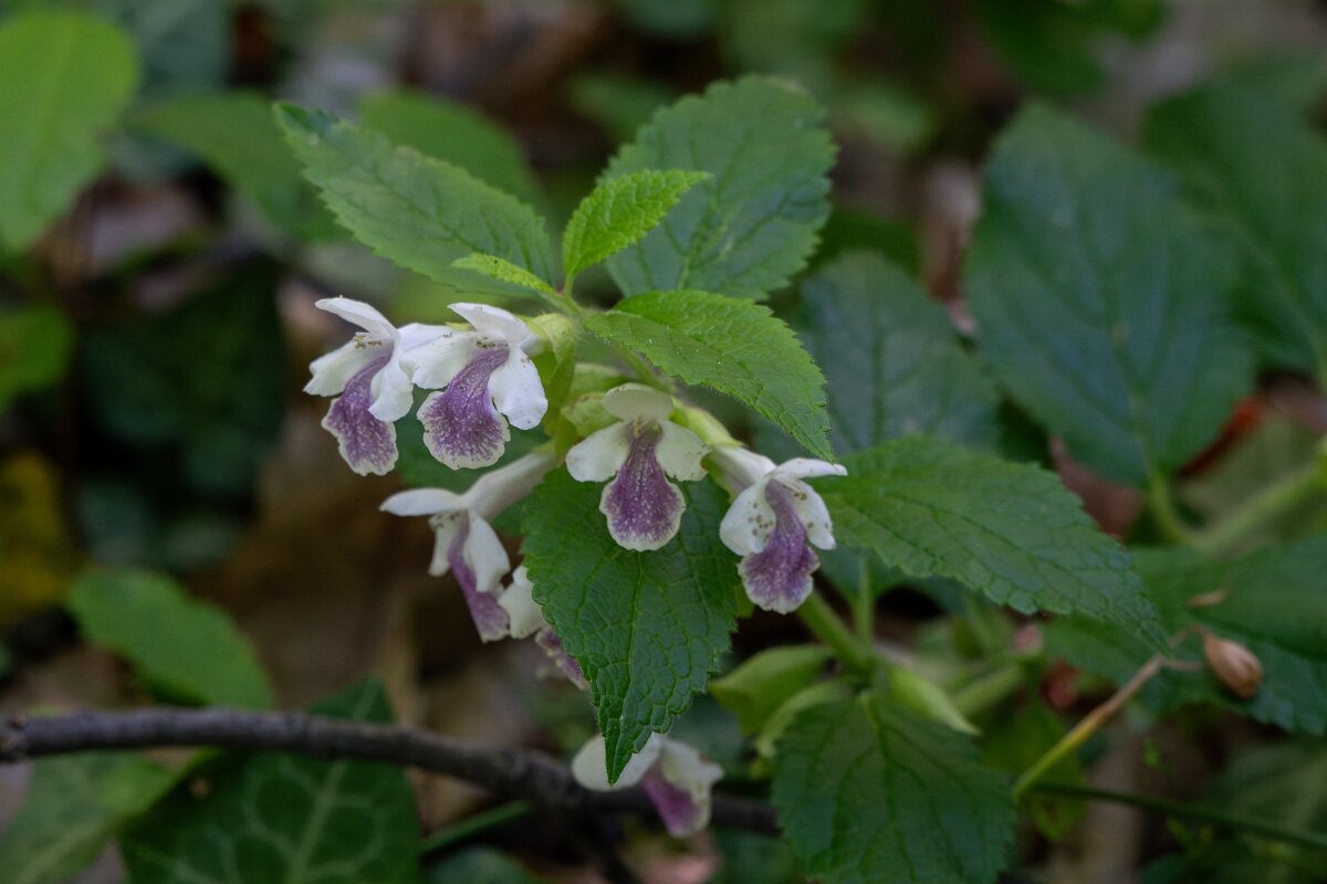 DPPhotography - Extremadura - Melittis melissophylum - A.jpg - Melittis melissophyllum - Castañar Gallego de Hervas, Extremadura