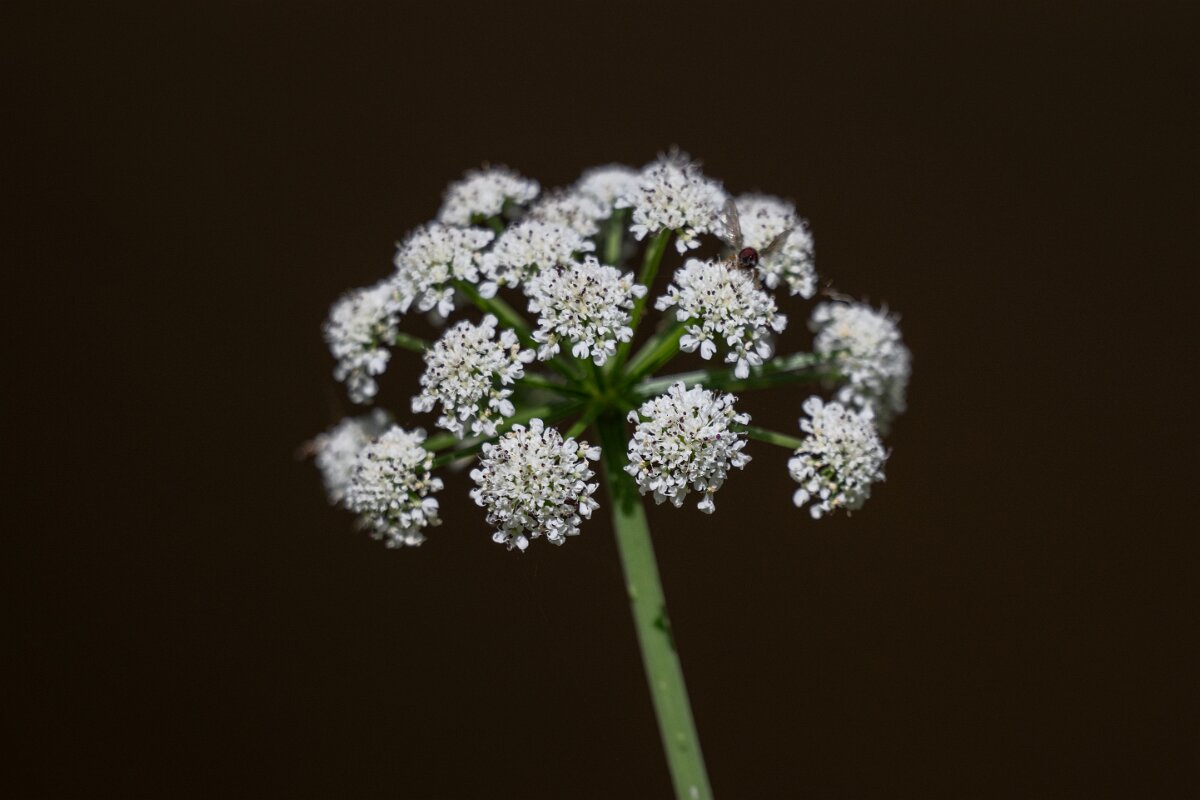 DPPhotography - Extremadura - Oenanthe crocata - B.jpg - Hemlock water-dropwort, Oenanthe crocata - Río Magasca, Extremadura