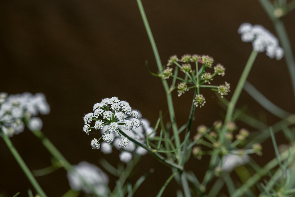 DPPhotography - Extremadura - Oenanthe crocata - C.jpg - Hemlock water-dropwort, Oenanthe crocata - Río Magasca, Extremadura