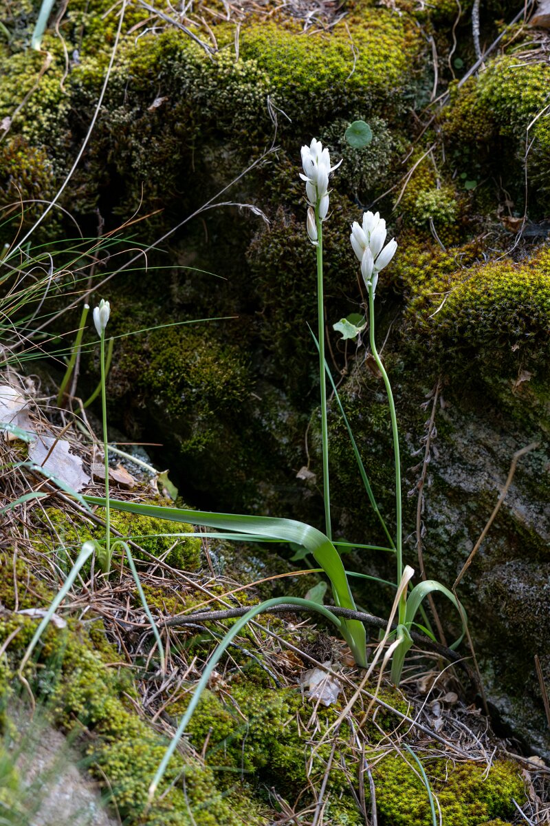 DPPhotography - Extremadura - Ornithogalum concinnum - A.jpg - Ornithogalum concinnum - Parador de Gredos, Castilla y León