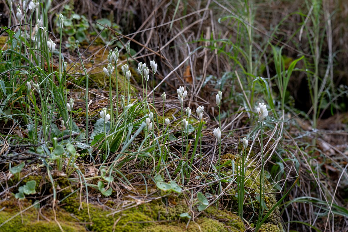 DPPhotography - Extremadura - Ornithogalum concinnum - B.jpg - Ornithogalum concinnum - Parador de Gredos, Castilla y León