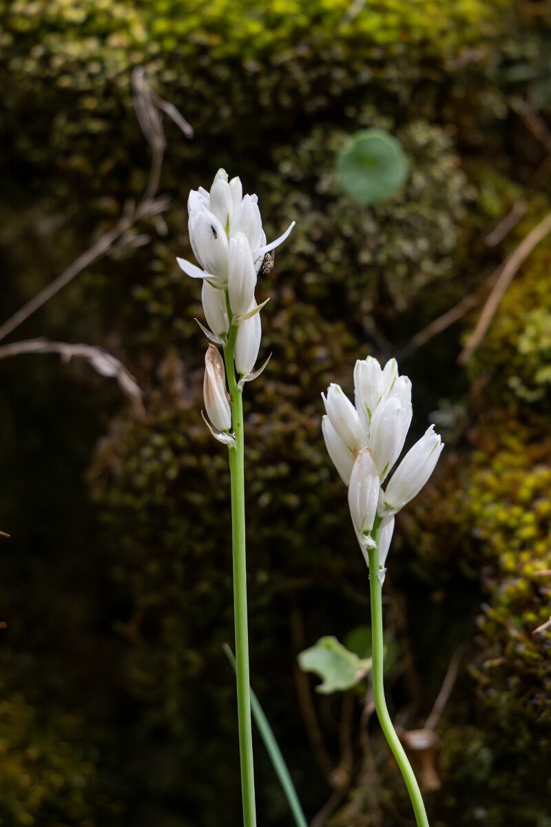 DPPhotography - Extremadura - Ornithogalum concinnum - C.jpg - Ornithogalum concinnum - Parador de Gredos, Castilla y León
