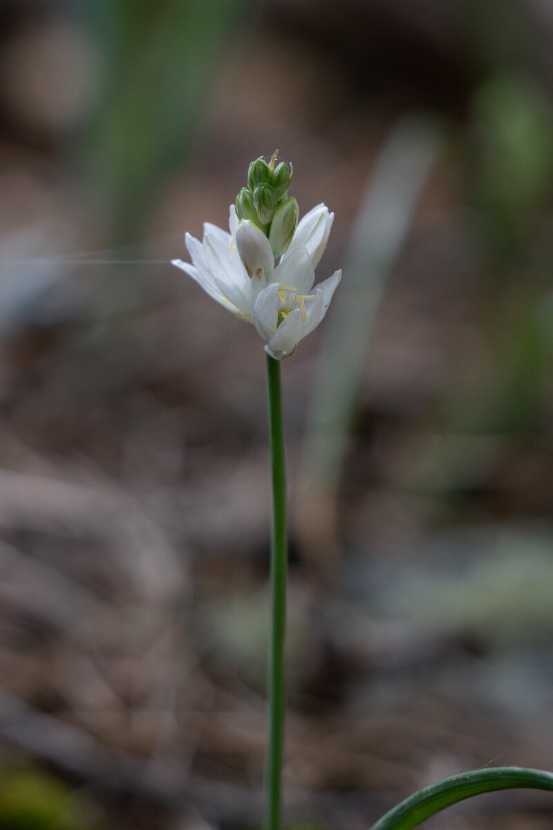 DPPhotography - Extremadura - Ornithogalum concinnum - D.jpg - Ornithogalum concinnum - Parador de Gredos, Castilla y León