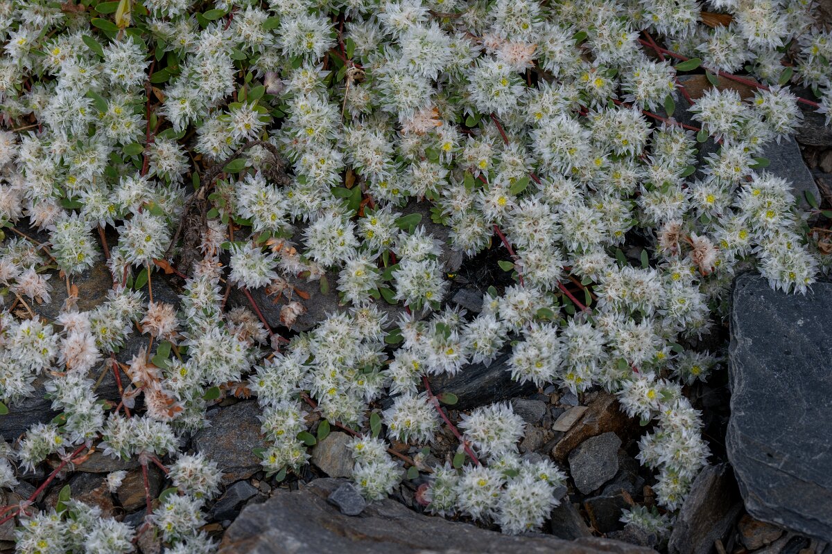 DPPhotography - Extremadura - Paronychia argentea - A.jpg - Paronychia argentea - Puentes de Don Francisco, Embalse de José María de Oriol