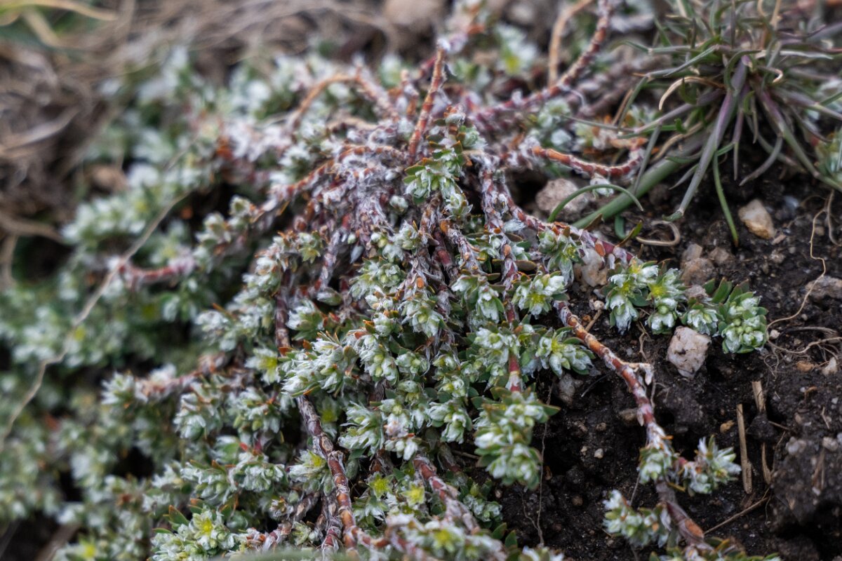 DPPhotography - Extremadura - Paronychia polygonifolia - A.jpg - Paronychia polygonifolia - La Covatilla, Sierra de Bejar, Castilla y León