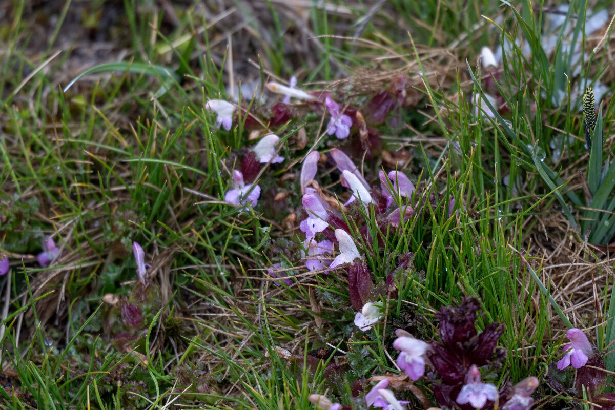 DPPhotography - Extremadura - Pedicularis sylvatica - B.jpg - Common lousewort, Pedicularis sylvatica - Plataforma de Gredos, Castilla y León