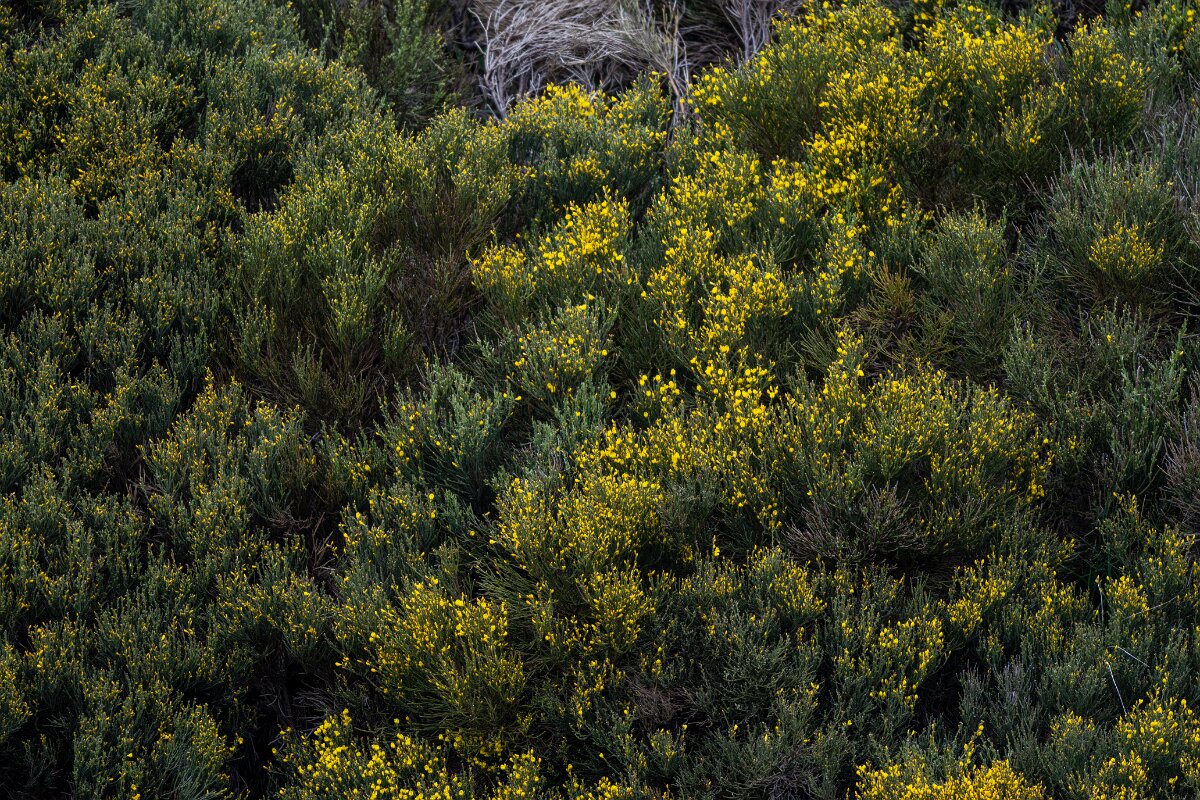 DPPhotography - Extremadura - Pyrenean broom - B.jpg - Pyrenean Broom, Cytisus oromediterraneus - La Covatilla, Sierra de Bejar, Castilla y León