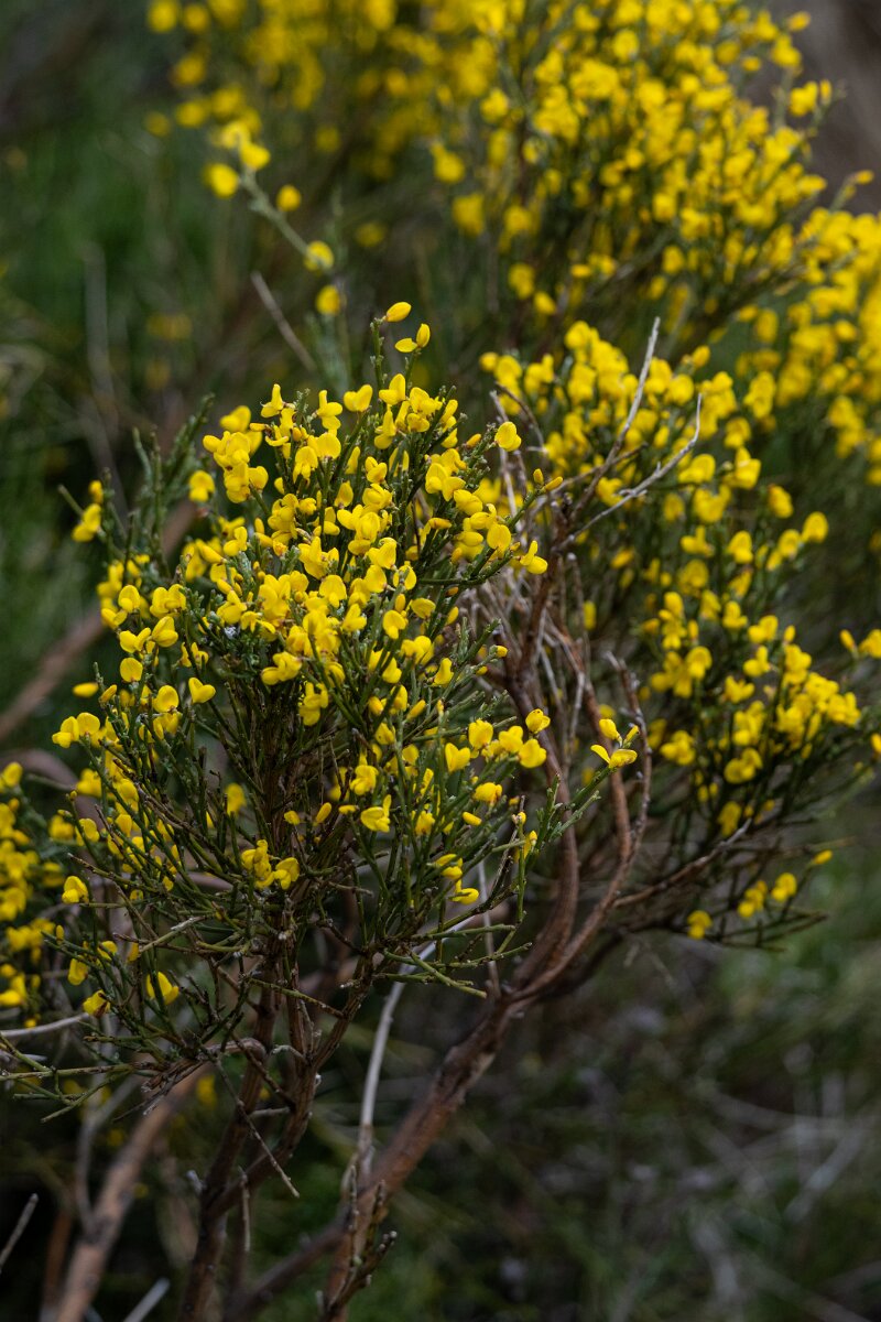 DPPhotography - Extremadura - Pyrenean broom - C.jpg - Pyrenean Broom, Cytisus oromediterraneus - La Covatilla, Sierra de Bejar, Castilla y León