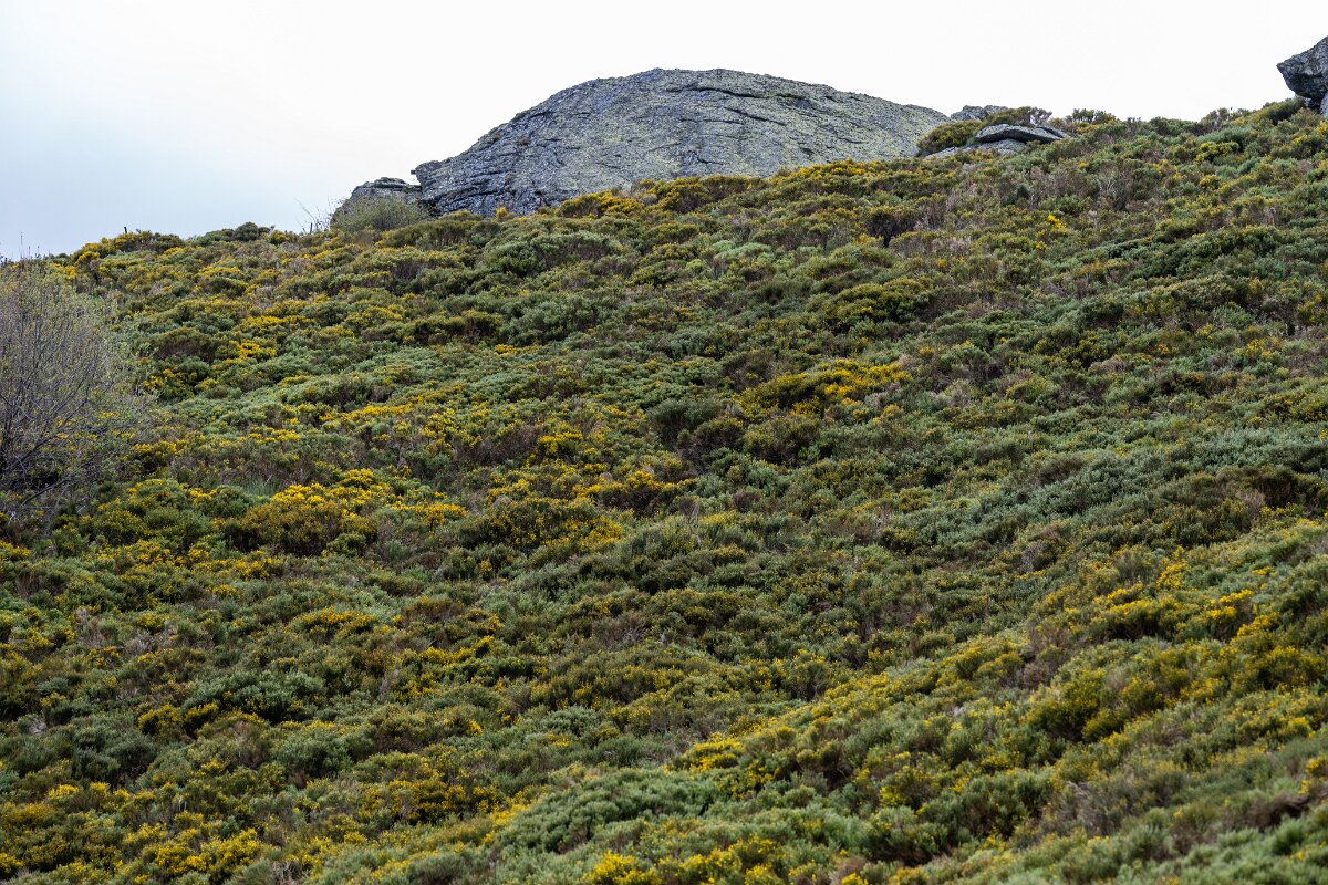 DPPhotography - Extremadura - Pyrenean broom - D.jpg - Pyrenean Broom, Cytisus oromediterraneus - La Covatilla, Sierra de Bejar, Castilla y León