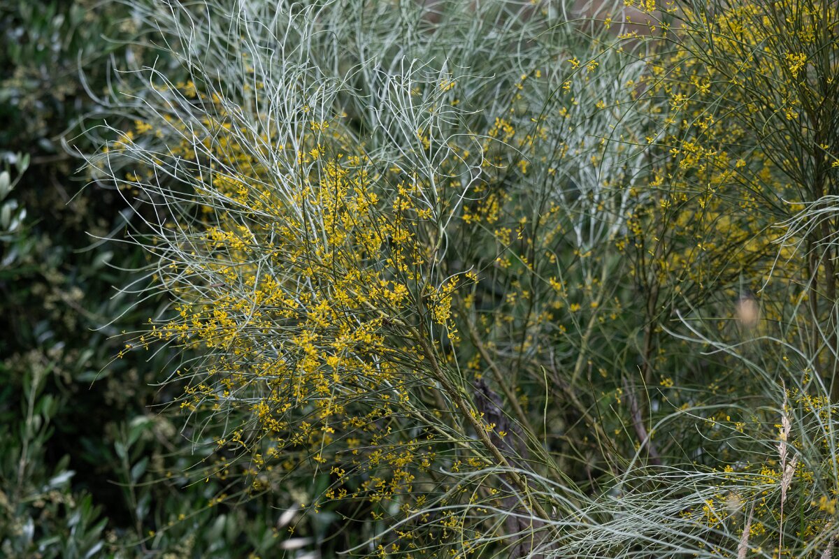 DPPhotography - Extremadura - Retama sphaerocarpa - A.jpg - Retama sphaerocarpa - Puentes de Don Francisco, Embalse de José María de Oriol, Extremadura