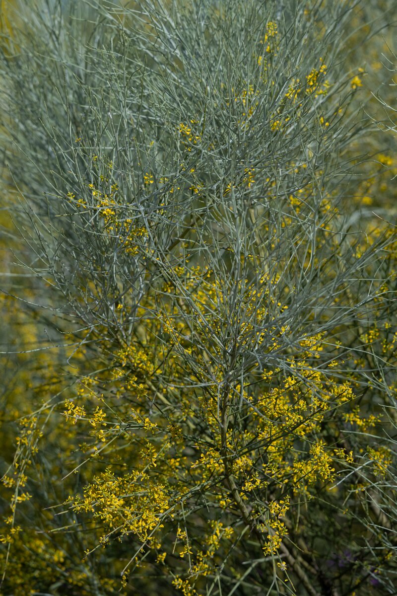 DPPhotography - Extremadura - Retama sphaerocarpa - B.jpg - Retama sphaerocarpa - Trujillo Plains, Extremadura, Spain