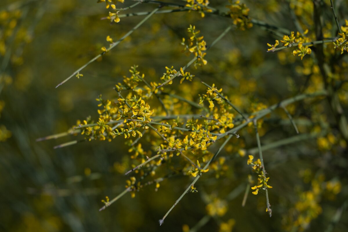 DPPhotography - Extremadura - Retama sphaerocarpa - C.jpg - Retama sphaerocarpa - Trujillo Plains, Extremadura, Spain
