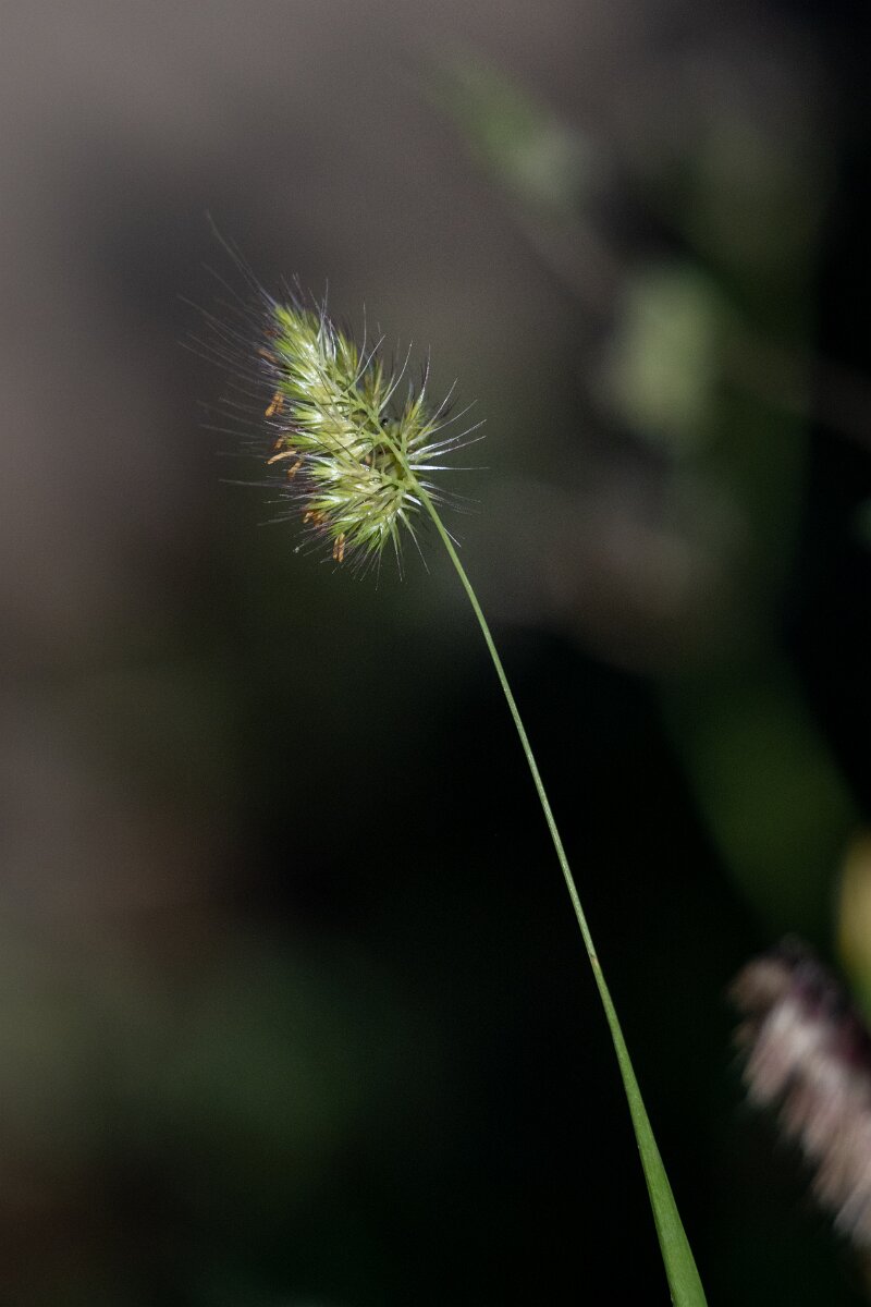 DPPhotography - Extremadura - Rough dogstail - A.jpg - Rough dogstail, Cynosurus echinatus - Castillo de Monfrague, Extremadura