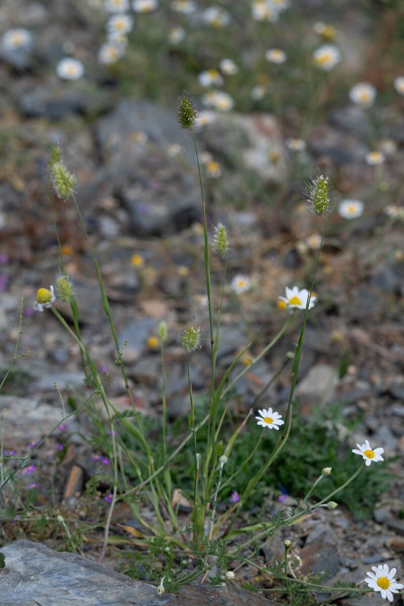 DPPhotography - Extremadura - Rough dogstail - D.jpg - Rough dogstail, Cynosurus echinatus - Puentes de Don Francisco, Embalse de José María de Oriol