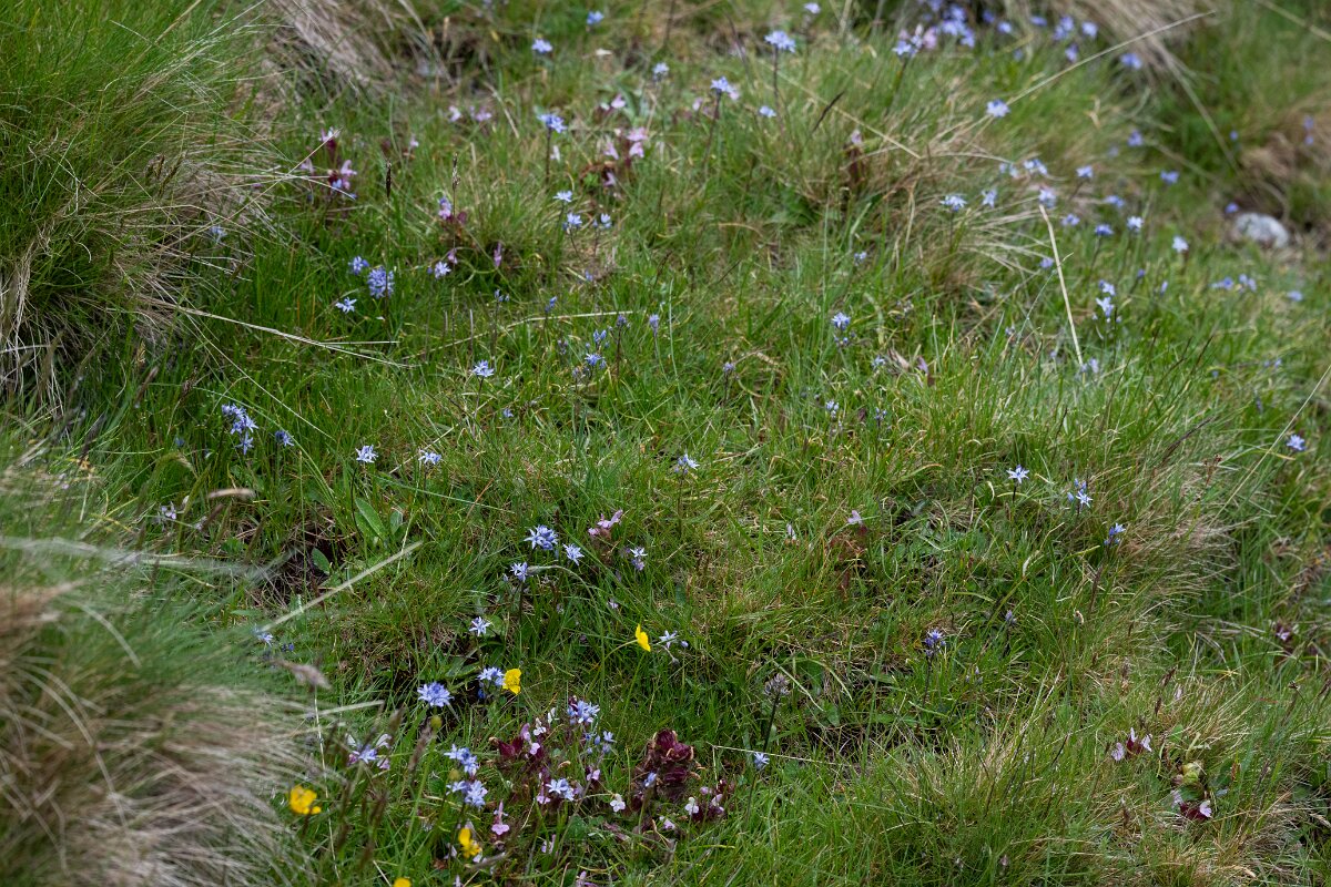 DPPhotography - Extremadura - Scilla verna - A.jpg - Spring squill, Scilla verna - Plataforma de Gredos, Castilla y León