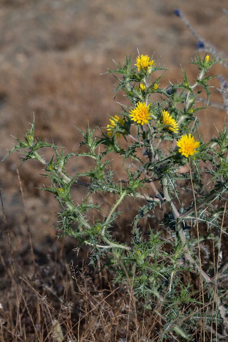DPPhotography - Extremadura - Scolymus hispanica - B.jpg - Scolymus hispanicus - Trujillo Plains, Extremadura