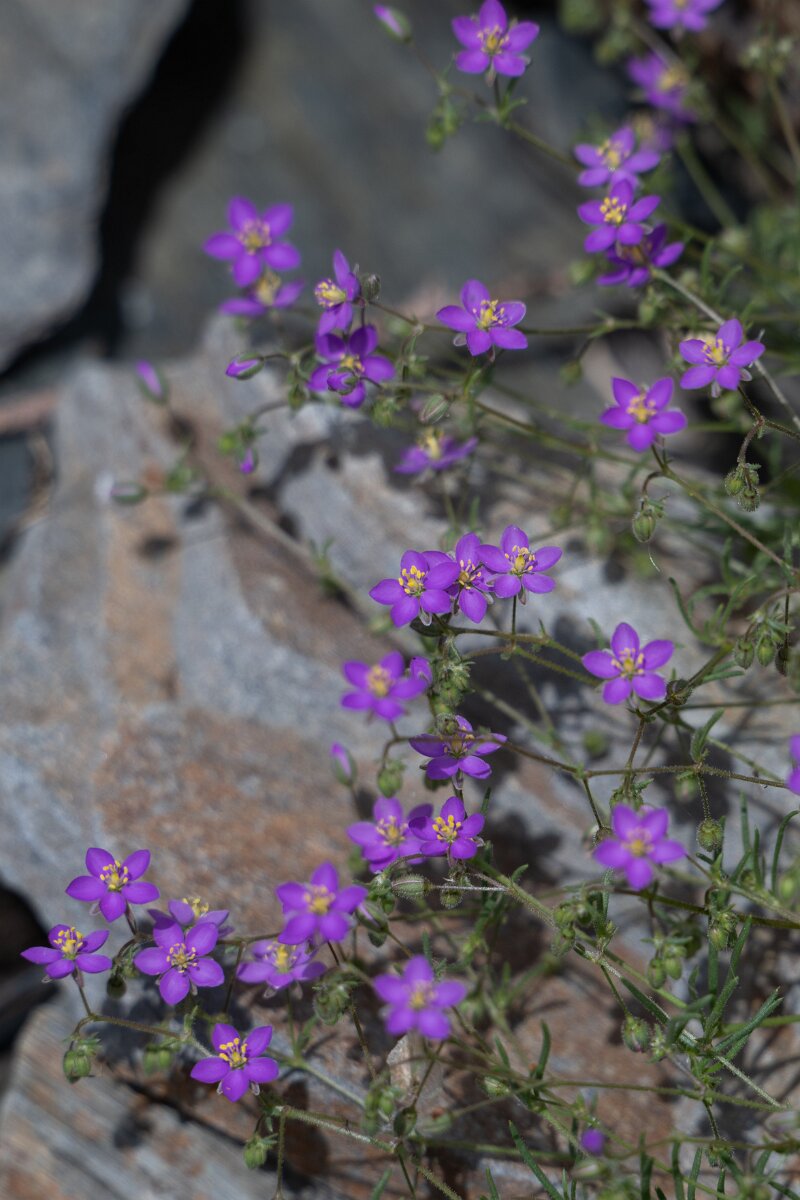 DPPhotography - Extremadura - Spergularia purpurea - A.jpg - Spergularia purpurea - Puentes de Don Francisco, Embalse de José María de Oriol