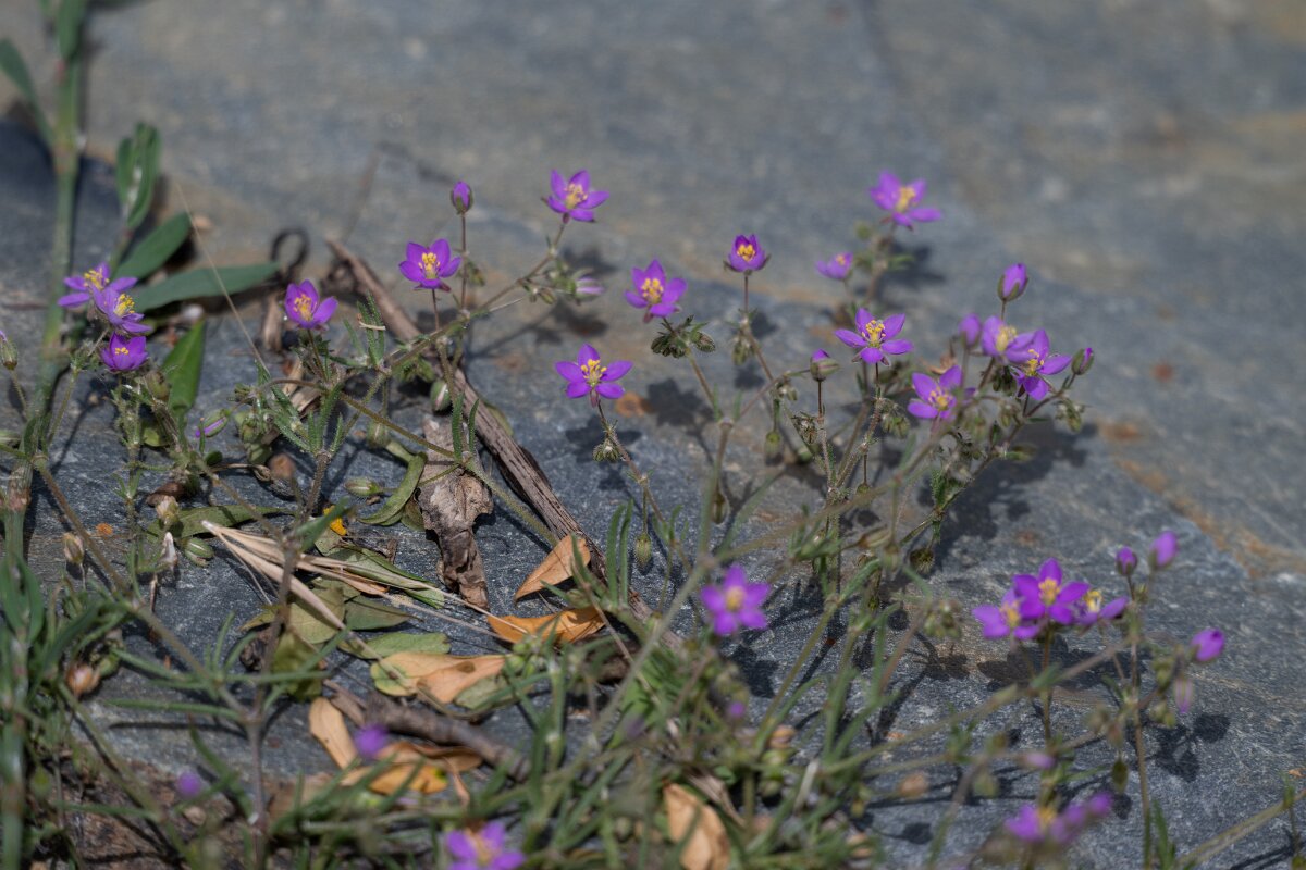 DPPhotography - Extremadura - Spergularia purpurea - C.jpg - Spergularia purpurea - Puentes de Don Francisco, Embalse de José María de Oriol