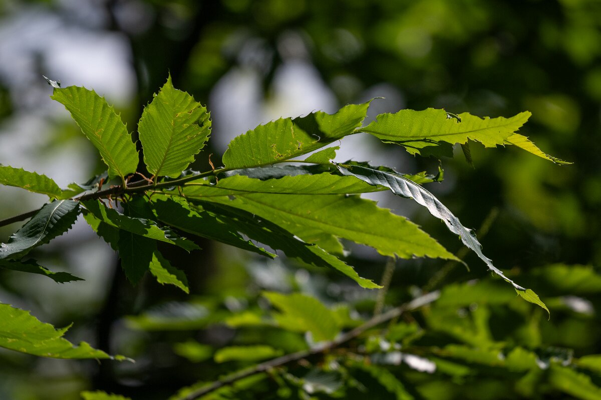 DPPhotography - Extremadura - Sweet chestnut - A.jpg - Sweet chestnut, Castanea sativa - Castañar Gallego de Hervas, Extremadura