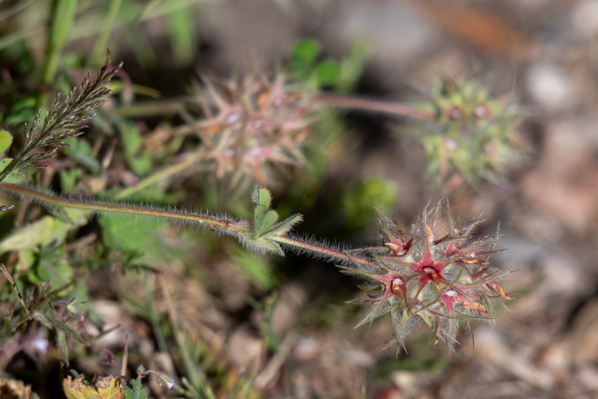 DPPhotography - Extremadura - Trifolium stellatum - A.jpg - Trifolium stellatum - Castillo de Monfrague, Extremadura