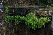 DPPhotography - Andalucia - Black maidenhair fern, Adiantum capillus-veneris - A