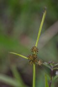 DPPhotography - Andalucia - Brown galingale, Cyperus fuscus - A