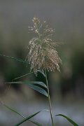 DPPhotography - Andalucia - Common reed - A