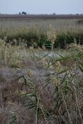 DPPhotography - Andalucia - Common reed - B