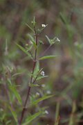 DPPhotography - Andalucia - False daisy, Eclipta prostrata - C