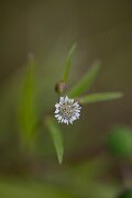 DPPhotography - Andalucia - False daisy, Eclipta prostrata - D